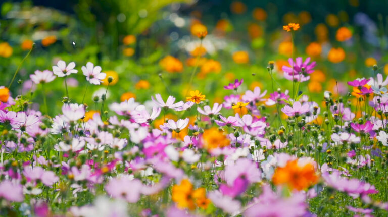 Núi Bà Đen ngọn núi cao nhất ở Đông Nam Bộ