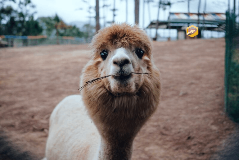 Sở thú ZooDoo Đà Lạt - Điểm vui chơi với các loài vật siêu dễ thương
